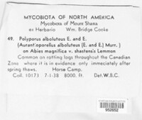 Pycnoporellus alboluteus image